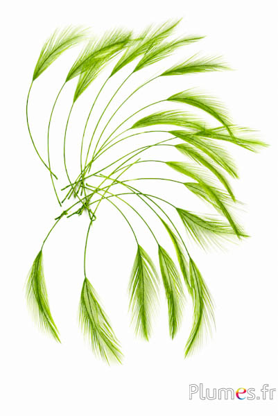 Gallo - 10-15 cm - lime